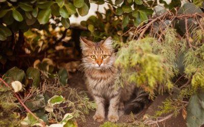 How to Tell if a Cat is Feral or Stray (And How to Help)