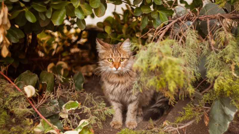 How to Tell if a Cat is Feral or Stray (And How to Help)