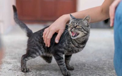 10 Ways to Support Stray and Feral Cats in Your Community