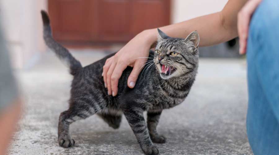 10 Ways to Support Stray and Feral Cats in Your Community