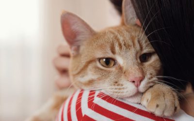 Preventing Pet Abandonment: Resources for Responsible Ownership