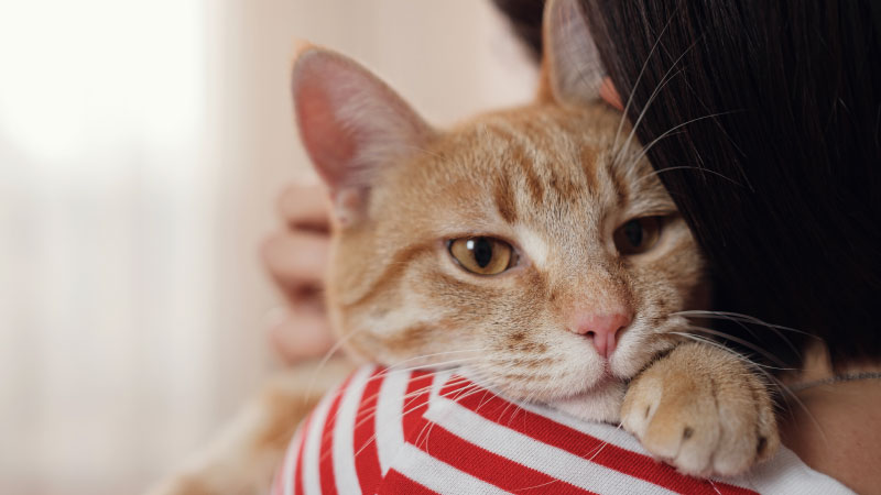 Preventing Pet Abandonment: Resources for Responsible Ownership