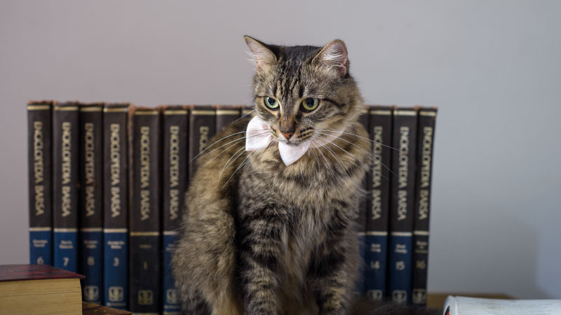 A Vision for Change: Gilu’s Legislative Goals