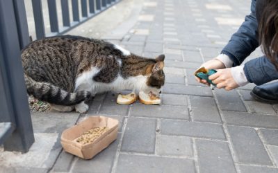 The Role of TNVR in Building Compassionate Communities