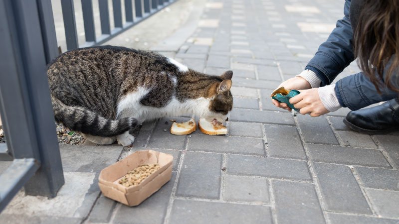 The Role of TNVR in Building Compassionate Communities