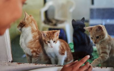 From Stray to Safe: Helping a Friendly Cat Find a Home