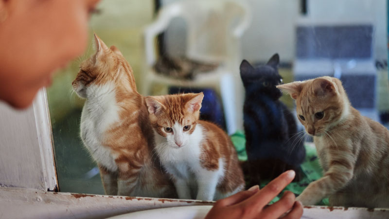 From Stray to Safe: Helping a Friendly Cat Find a Home