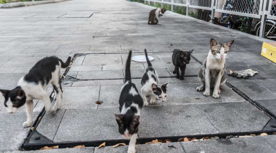 What is TNVR and Why Does It Matter?