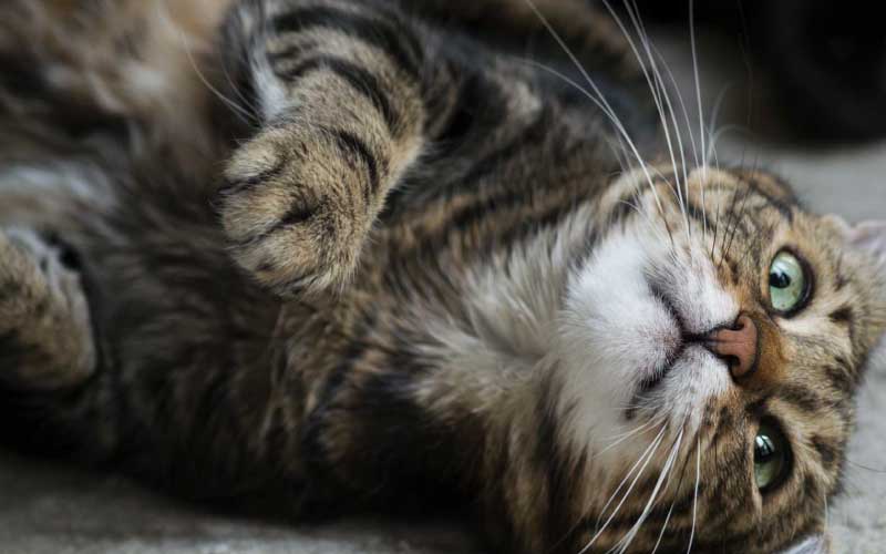 The Importance of Getting Friendly Cats Off the Streets