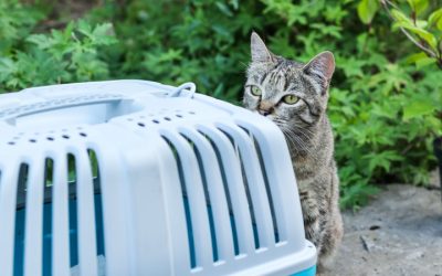 How to Humanely Trap a Feral Cat for TNVR