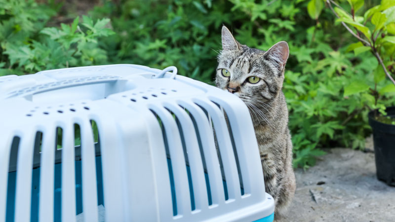 How to Humanely Trap a Feral Cat for TNVR