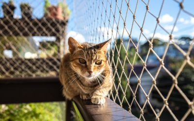 Indoor Cats or Catios? Choosing a Safer Future for Your Pet