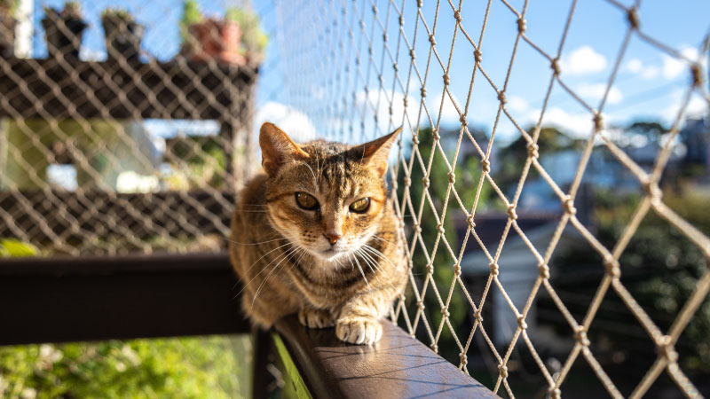 Indoor Cats or Catios? Choosing a Safer Future for Your Pet