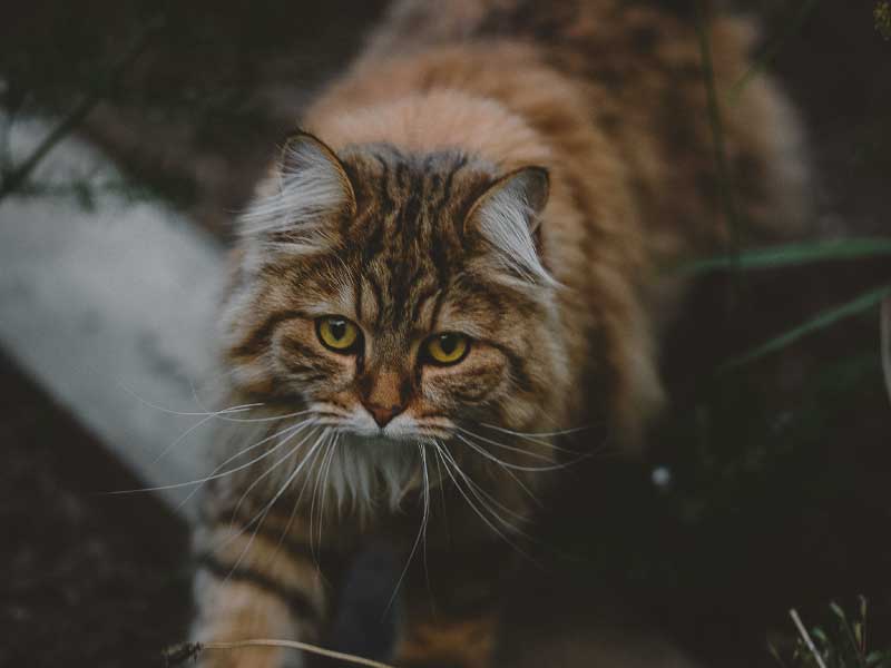 08-b-funds-gilu-cats