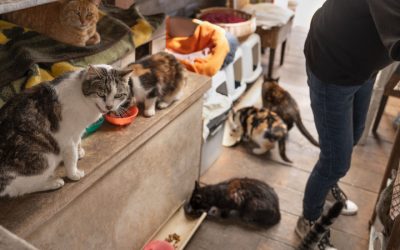 How to Advocate for Community Cats in Your Neighborhood
