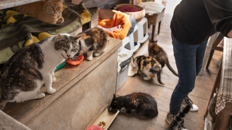 How to Advocate for Community Cats in Your Neighborhood