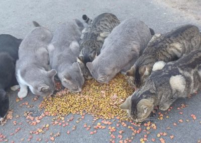 Help Feed & Protect Over 60 Community Cats