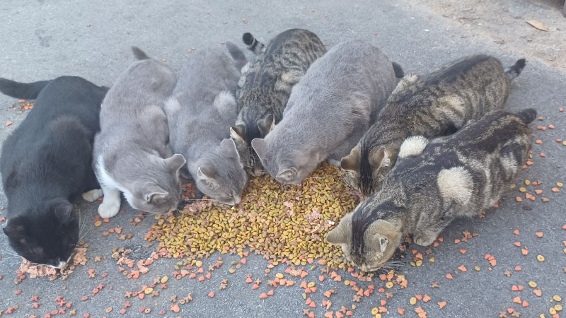 Help Feed & Protect Over 60 Community Cats