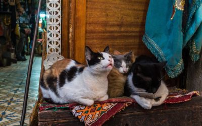 How Istanbul Became a Haven for Stray Cats: A Global Model for TNVR Success