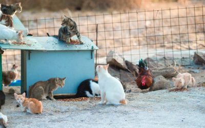 Feral vs. Stray Cats: Misconceptions That Lead to Mistakes