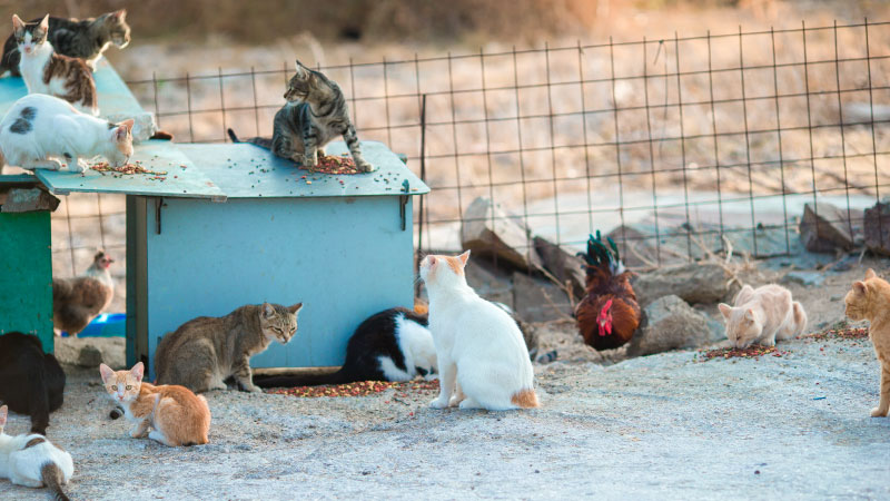 Feral vs. Stray Cats: Misconceptions That Lead to Mistakes