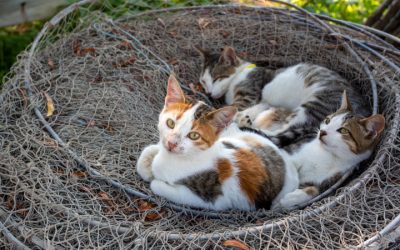 Kitten Season Do’s and Don’ts: How to Help Without Hurting
