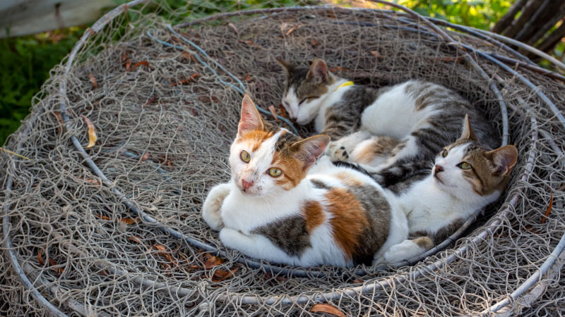 Kitten Season Do’s and Don’ts: How to Help Without Hurting