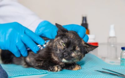 How TNVR Saves Kittens Before They’re Born