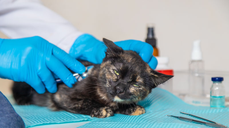 How TNVR Saves Kittens Before They’re Born