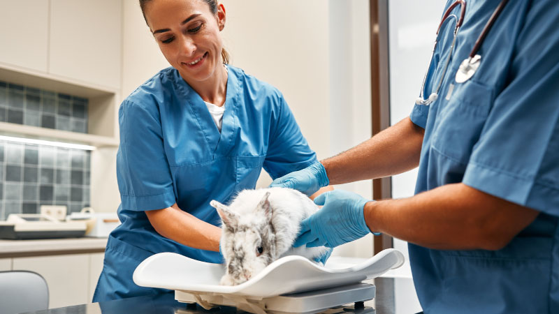 Lessons from Japan: How ‘Apple Cats’ Became a Symbol of Second Chances