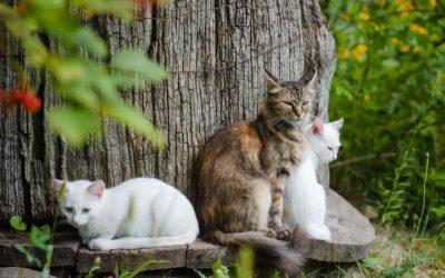 The Role of Grassroots Advocacy in Expanding TNVR