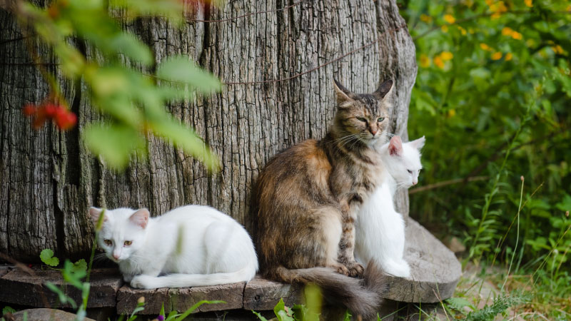 The Role of Grassroots Advocacy in Expanding TNVR