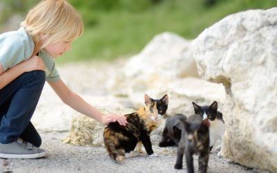 What to Do If You Find Kittens Outside: A Step-by-Step Guide