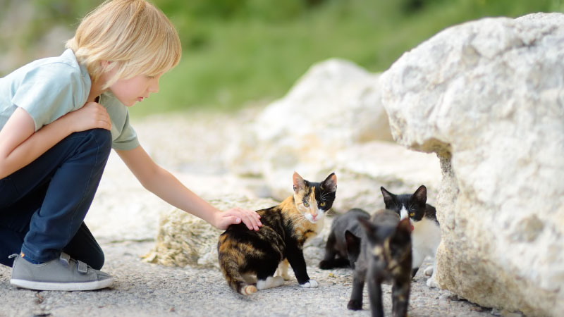 What to Do If You Find Kittens Outside: A Step-by-Step Guide