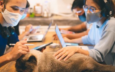 From Feral to Friendly: Can a Cat Be Socialized?