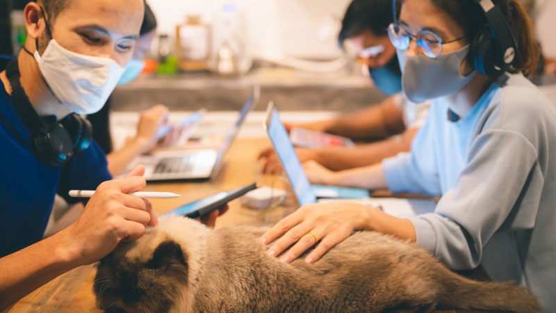 From Feral to Friendly: Can a Cat Be Socialized?