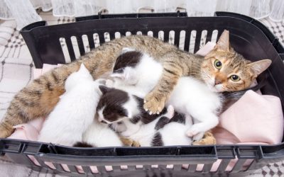 The Untold Struggles of Mother Cats During Kitten Season