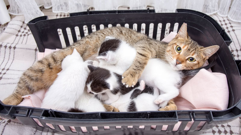 The Untold Struggles of Mother Cats During Kitten Season