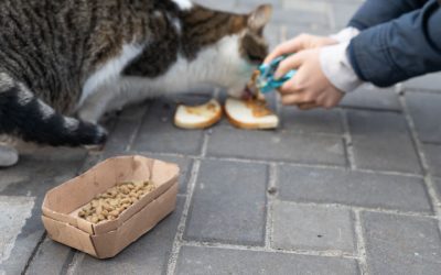 Feeding Cats Isn’t Enough: The Case for TNVR
