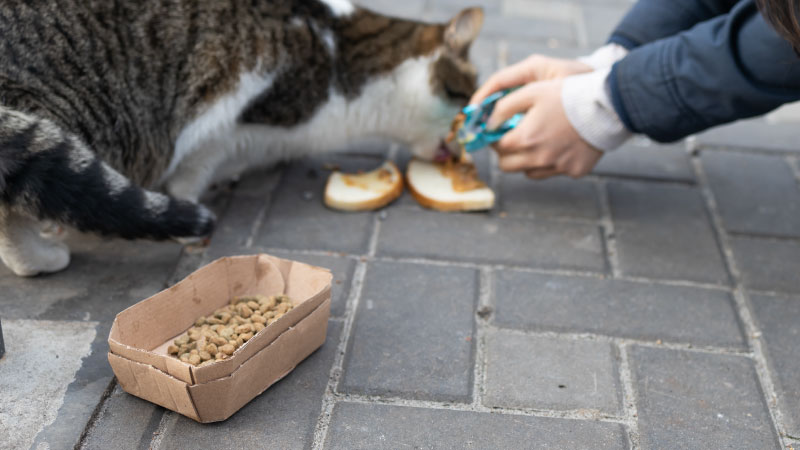Feeding Cats Isn’t Enough: The Case for TNVR
