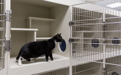 What to Do If You Can’t Keep Your Pet: Responsible Rehoming and Mistakes to Avoid