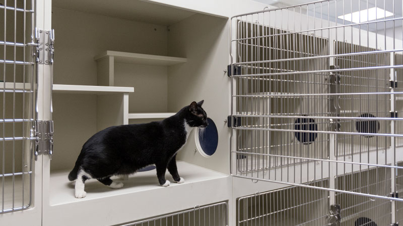 What to Do If You Can’t Keep Your Pet: Responsible Rehoming and Mistakes to Avoid