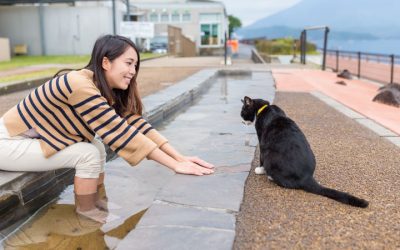 How Different Cultures Care for Kittens: Global Lessons in Compassion
