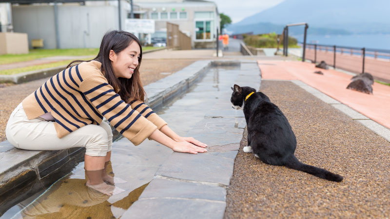How Different Cultures Care for Kittens: Global Lessons in Compassion