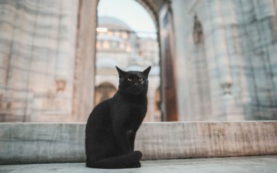 The Cats of Ancient Rome: A Look at One of the Oldest Cat-Friendly Cities