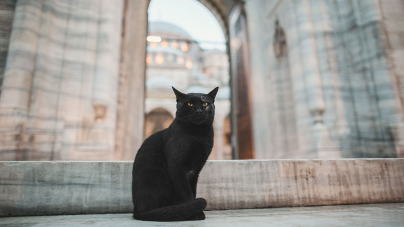The Cats of Ancient Rome: A Look at One of the Oldest Cat-Friendly Cities