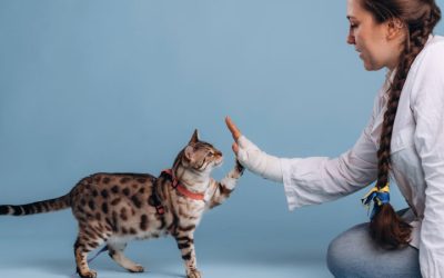 Launching May 1: A New Way to Save Cats, Together