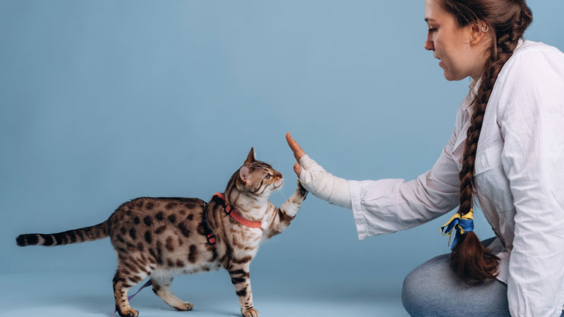 Launching May 1: A New Way to Save Cats, Together