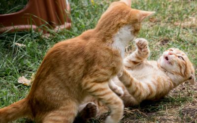 What Is Kitten Season? Everything You Need to Know