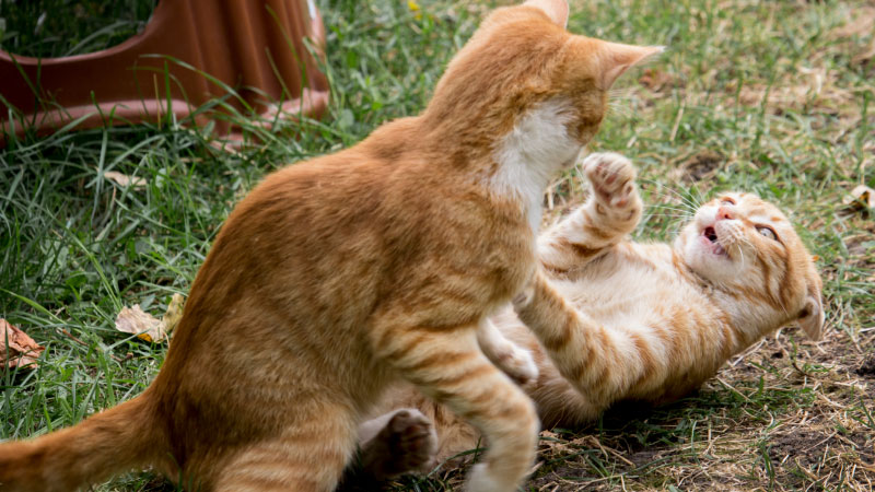 What Is Kitten Season? Everything You Need to Know